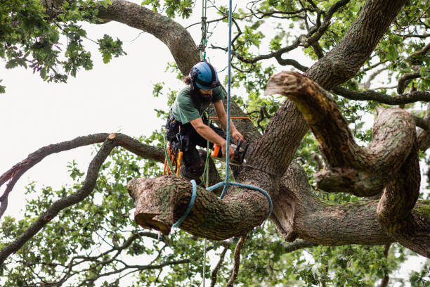 Best Tree Risk Assessment  in Terrytown, LA