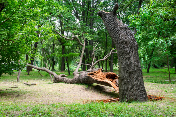 Leaf Removal in Terrytown, LA