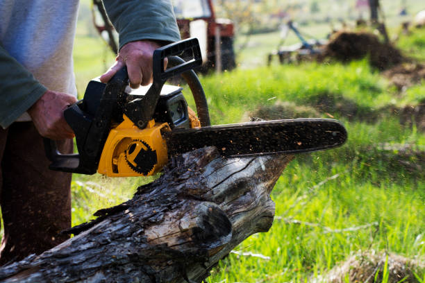 How Our Tree Care Process Works  in  Terrytown, LA